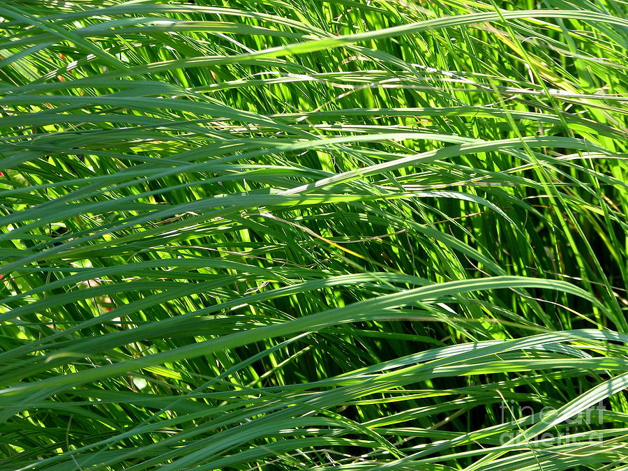 Green Grass Growing Photograph by Rose Santuci-Sofranko