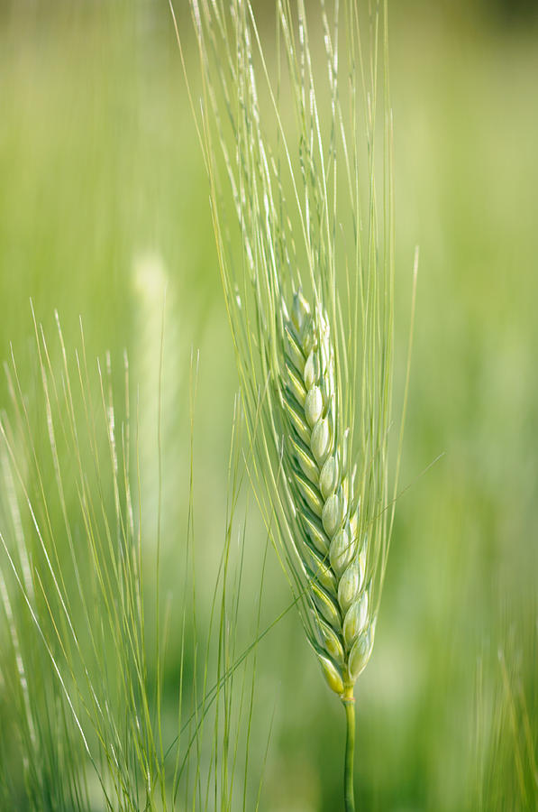 Green Grass Photograph by Jeremy Voisey