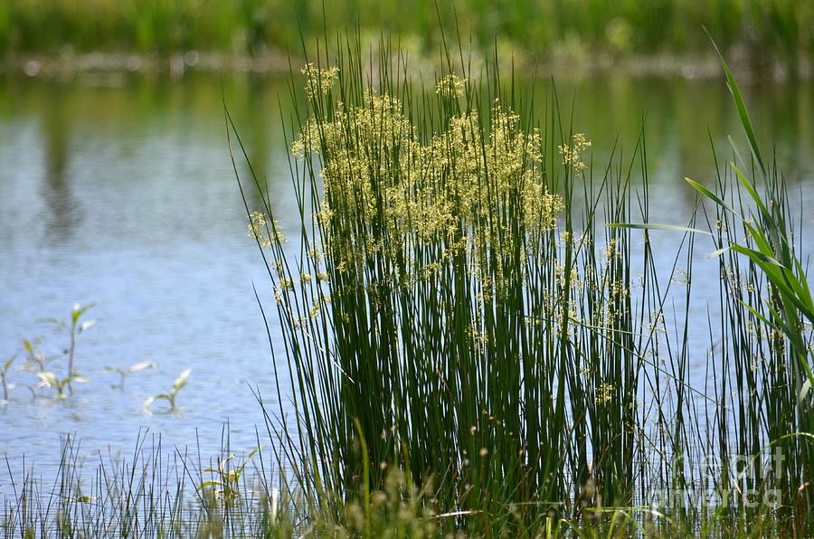 Green Grass of Summer Photograph by Maria Urso