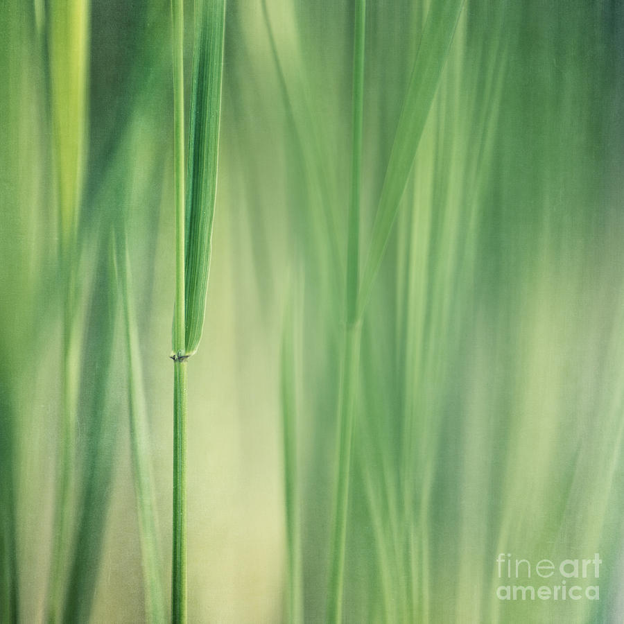 Nature Photograph - Green Grass by Priska Wettstein