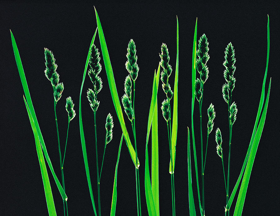 Nature Photograph - Green Grass Reeds On Black Background by Panoramic Images