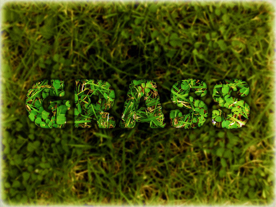 Typography Photograph - Green Grass by Ym Chin