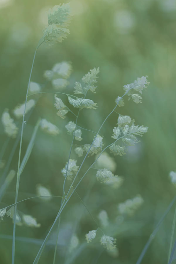 Green Photograph - Green Grasses by Kathy Clark