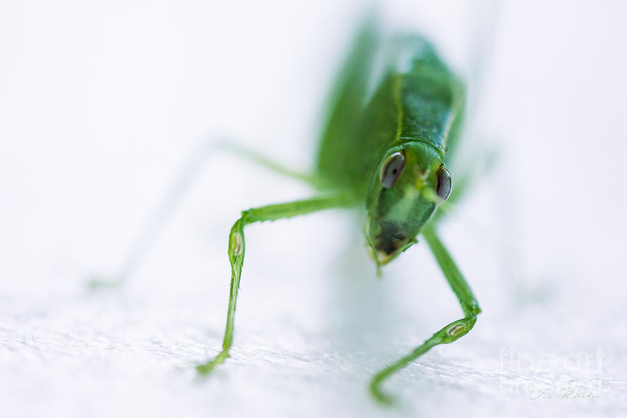 Green Grasshopper Photograph - Green Grasshopper Caelifera by Iris Richardson