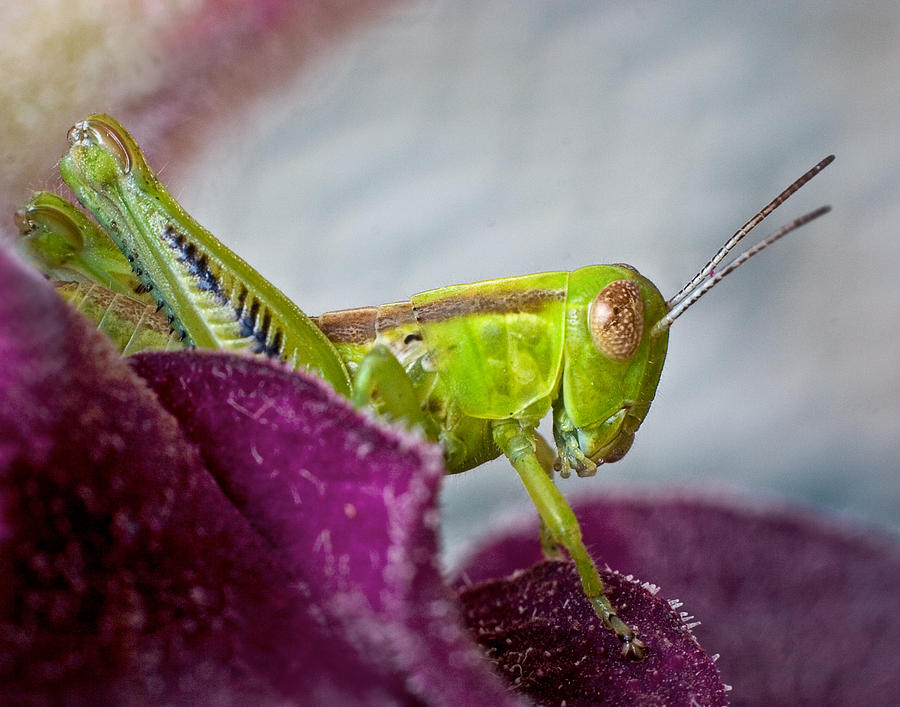 Green Grasshopper I Photograph by David and Carol Kelly