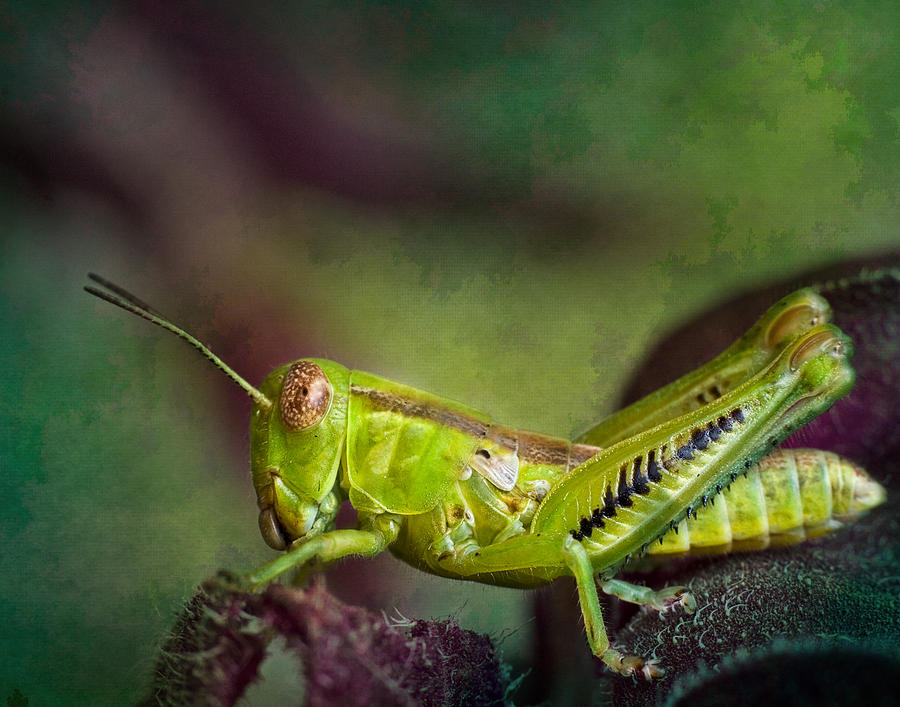Green Grasshopper II Photograph by David and Carol Kelly