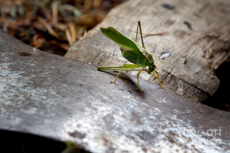 Green Grasshopper on Axe Photograph by Belinda Greb