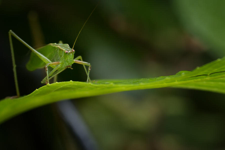 Green Grasshopper on Leaf Photograph by Belinda Greb