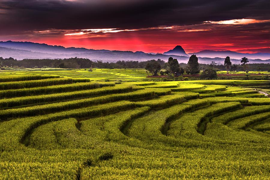 Green grassy land Photograph by Rahmad Himawan / FOAP