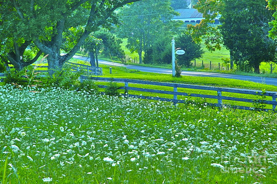 Green Green Grass of Home Photograph by Tracy Rice Frame Of Mind