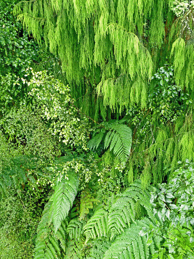 Tree Photograph - Green Green by Jean Hall
