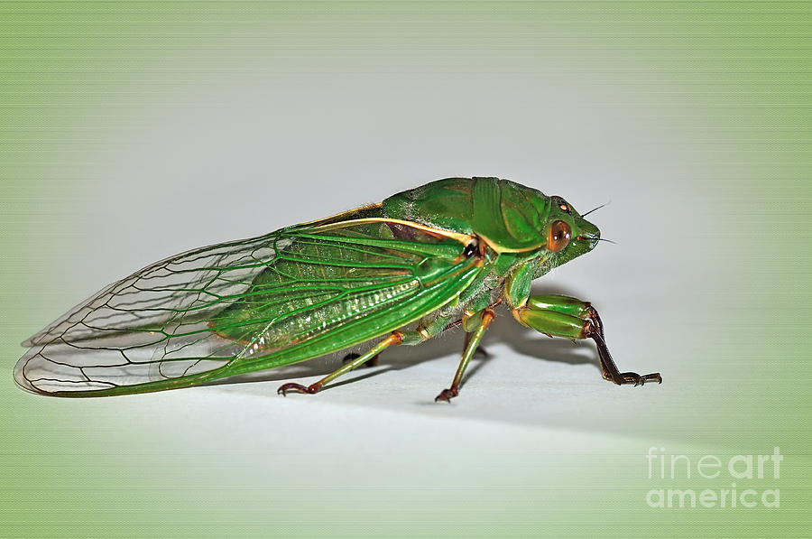 Insects Photograph - Green Grocer Cicada by Kaye Menner