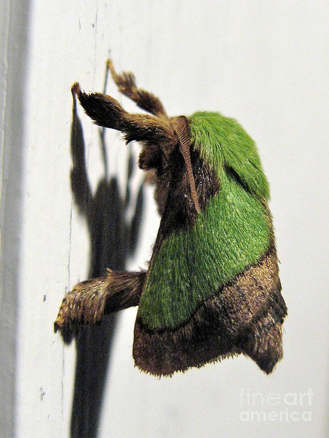 Green Hair Moth Photograph by Christopher Plummer