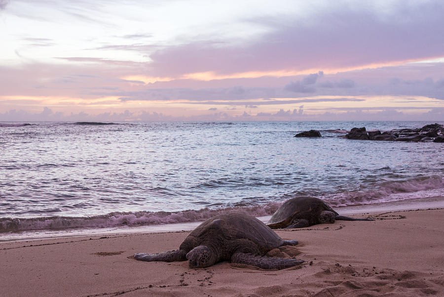 Sunset Photograph - Green Hawaiian Sea Turtles At Sunset - Oahu Hawaii by Brian Harig