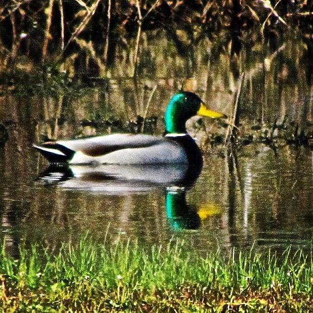 Duck Photograph - Green Head In The Beaver Pond This by Roger Snook