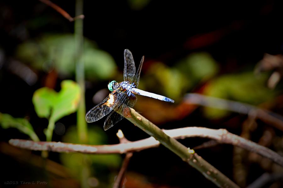 Green-Headed Dragonfly Photograph by Tara Potts