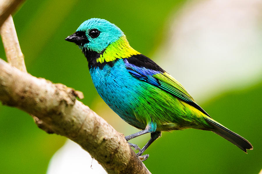 Green-headed Tanager Photograph by Sybrand De Bruin