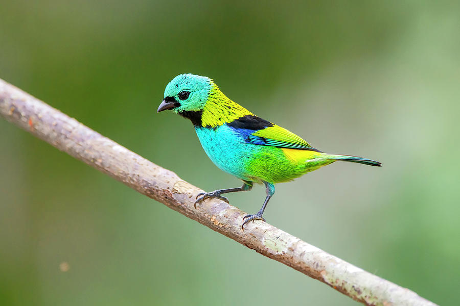 Green-headed Tanager Tangara Seledon Photograph by Leonardo Merçon - Pixels