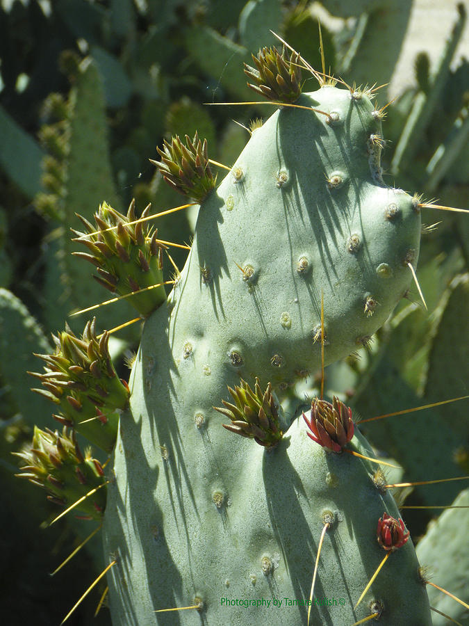 Green Heart Cactus With Flower Bud 3 Photograph by Tamara Kulish