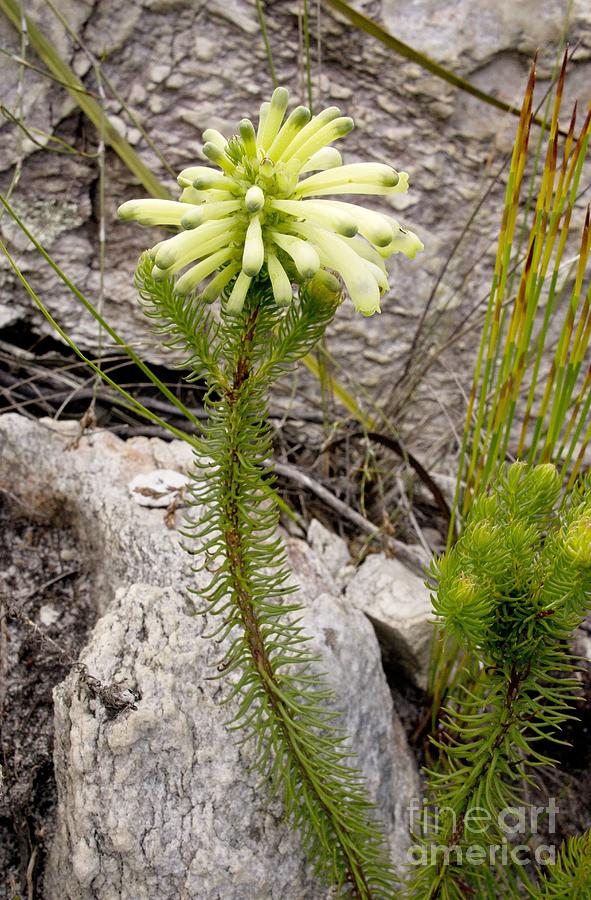 Nature Photograph - Green Heath (erica Sessiliflora) by Bob Gibbons
