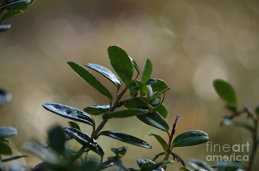 Nature Photograph - Green heather by MJG Products and photo gallery