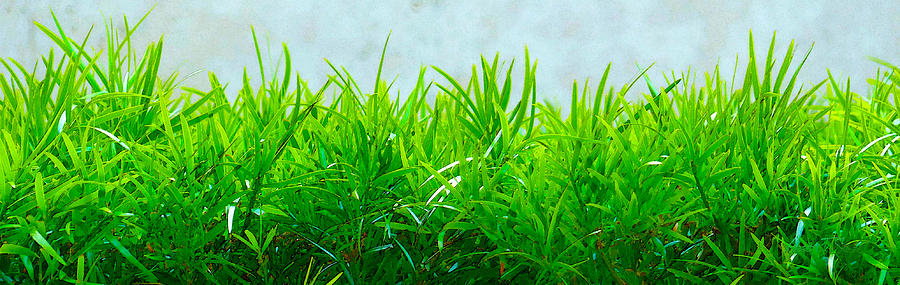 Green Hedge - The Getty Photograph by Robert J Sadler