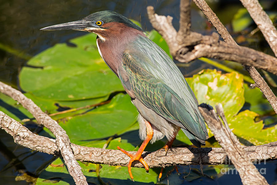 Green Heron 2 Photograph by Natural Focal Point Photography
