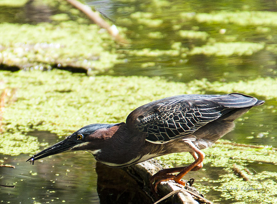Green Heron And Fish Photograph by Ed Peterson