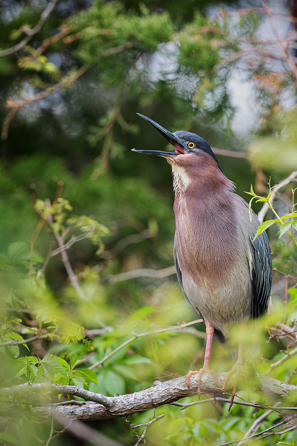 Green Heron Photograph by Bill Wakeley