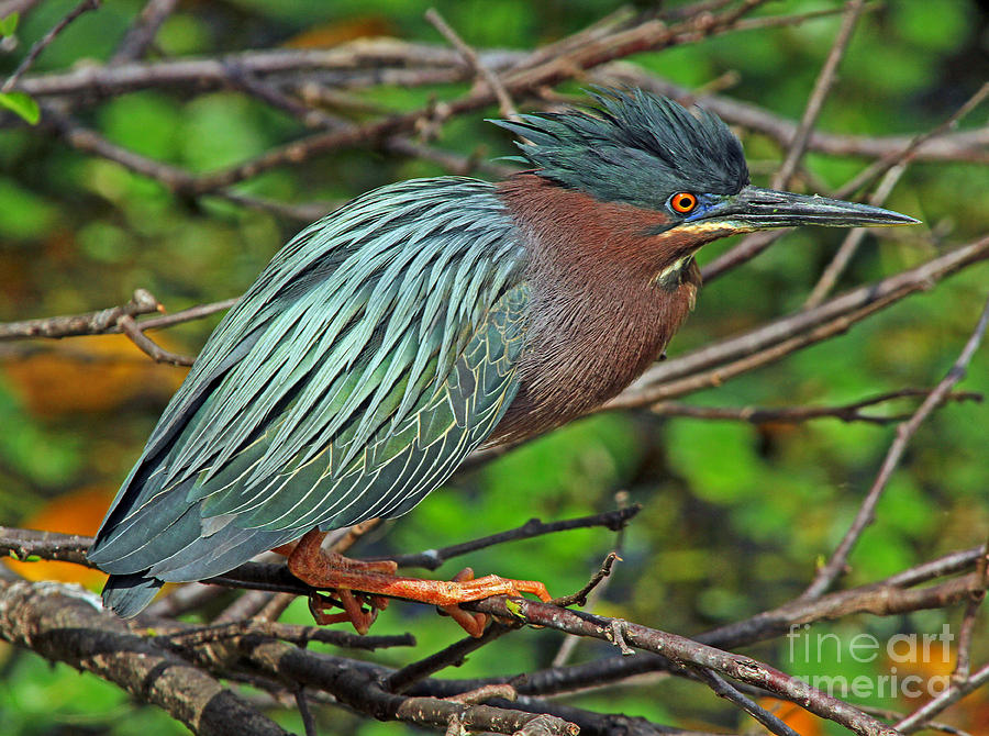 Green Heron Breeding Colors Photograph by Larry Nieland