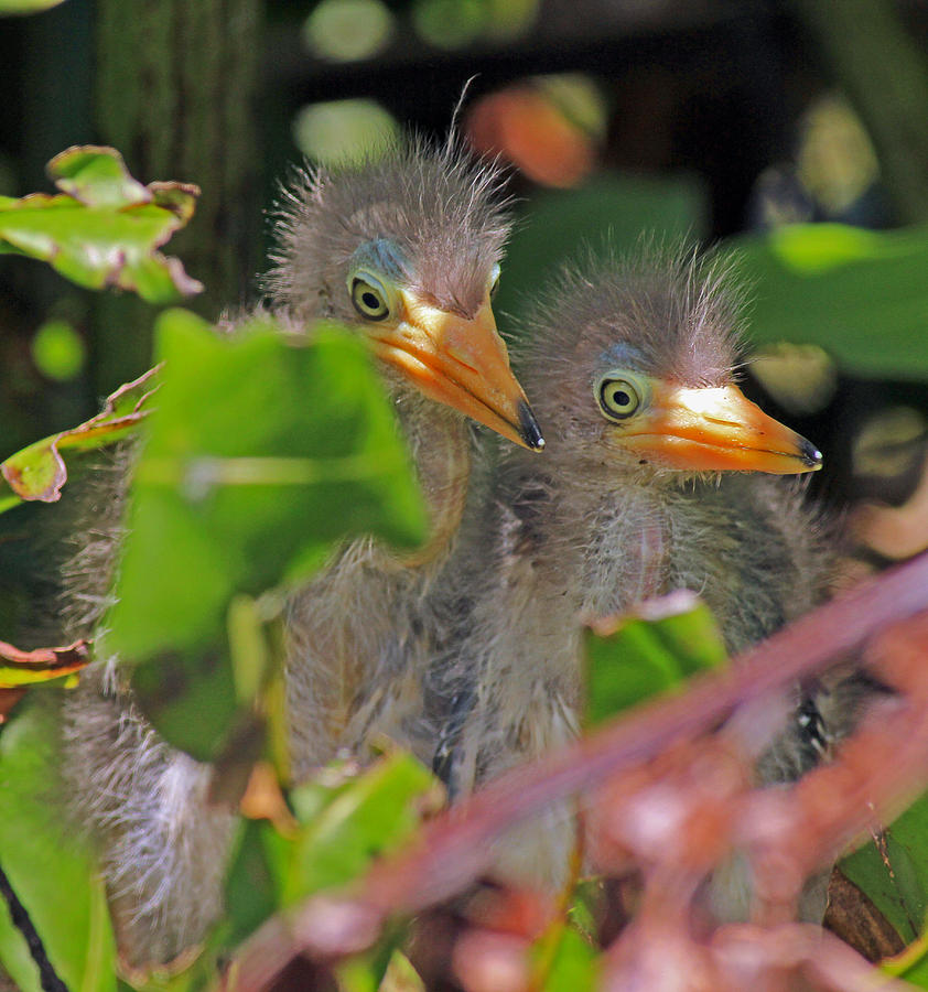 Green Heron Chicks Photograph by Larry Nieland