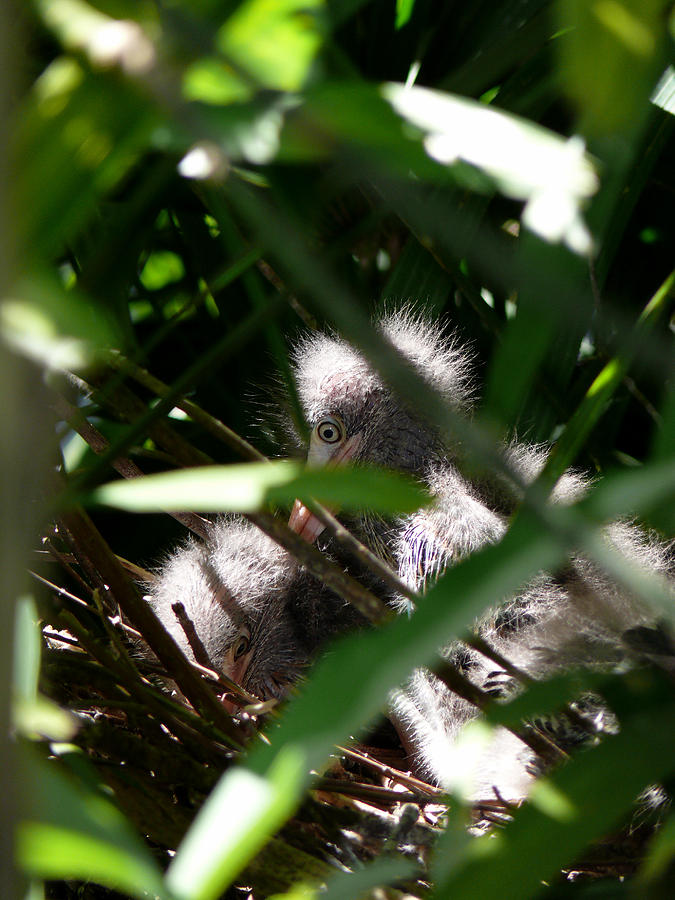 Green Heron Chicks Photograph by Susan Duda