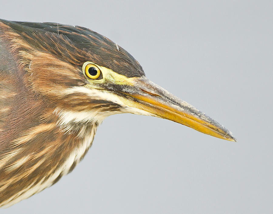 Green Heron Close-up Photograph by John Vose