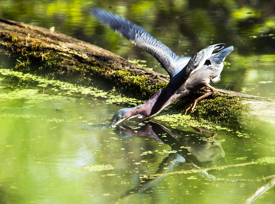 Green Heron Diving Photograph by Ed Peterson - Fine Art America