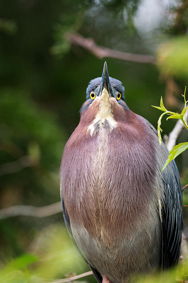Green Heron Eyes Photograph by Bill Wakeley