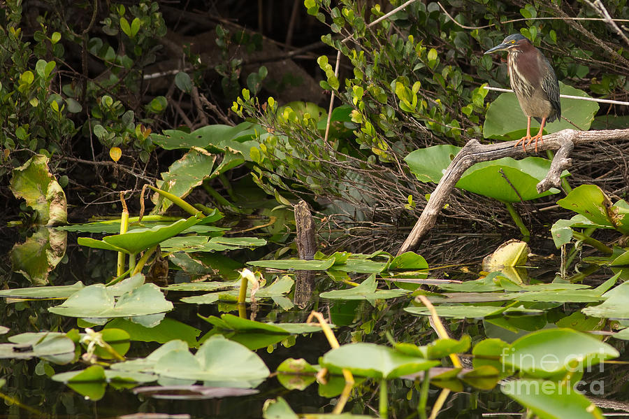 Green Heron Fishing Photograph by Natural Focal Point Photography