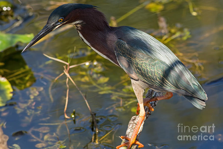 Green Heron Goes Fishing Photograph by Natural Focal Point Photography