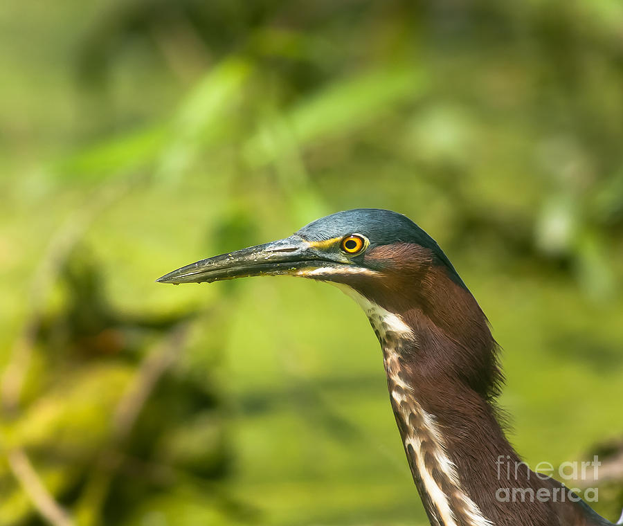 Green Heron Headshot Photograph by Robert Frederick