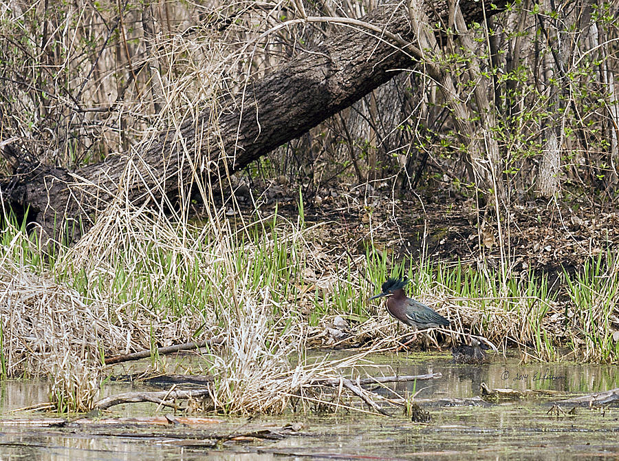 Green Heron Hunt Photograph by Ed Peterson