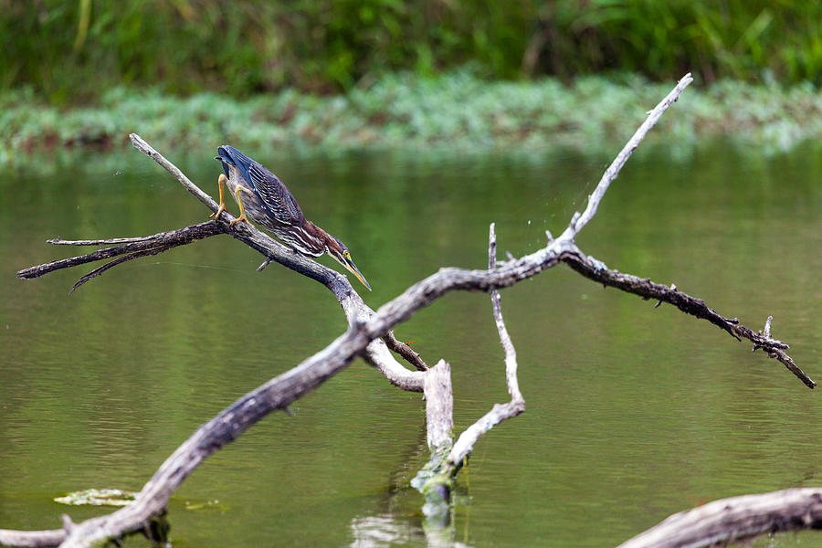 Green Heron hunting Photograph by Alexey Stiop