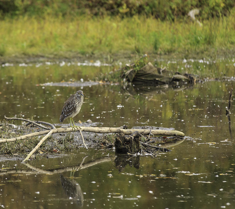 Juvenile Black Crowned Night Heron in a marsh #1 Photograph by Josef Pittner
