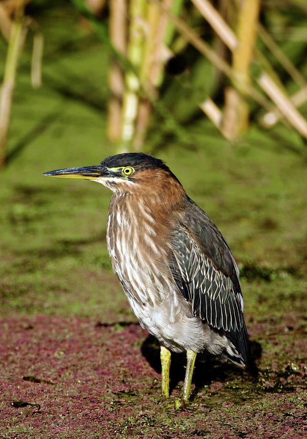 Green Heron In A Pond Photograph by John Devries/science Photo Library ...