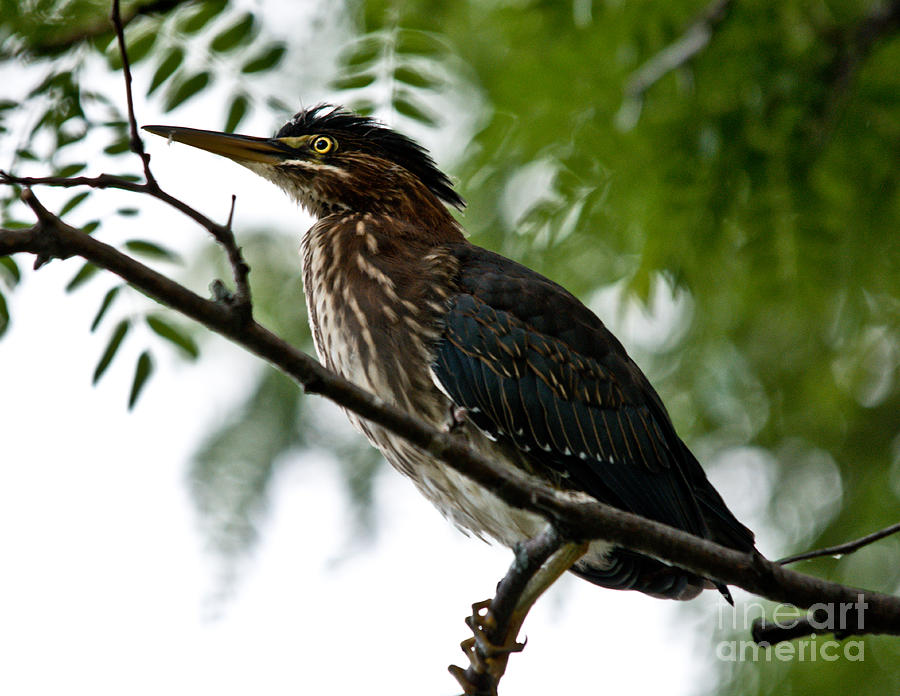 Green Heron in a Tree Photograph by Cheryl Baxter