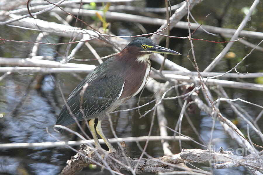 Heron Photograph - Green Heron In Everglades NP by Christiane Schulze Art And Photography