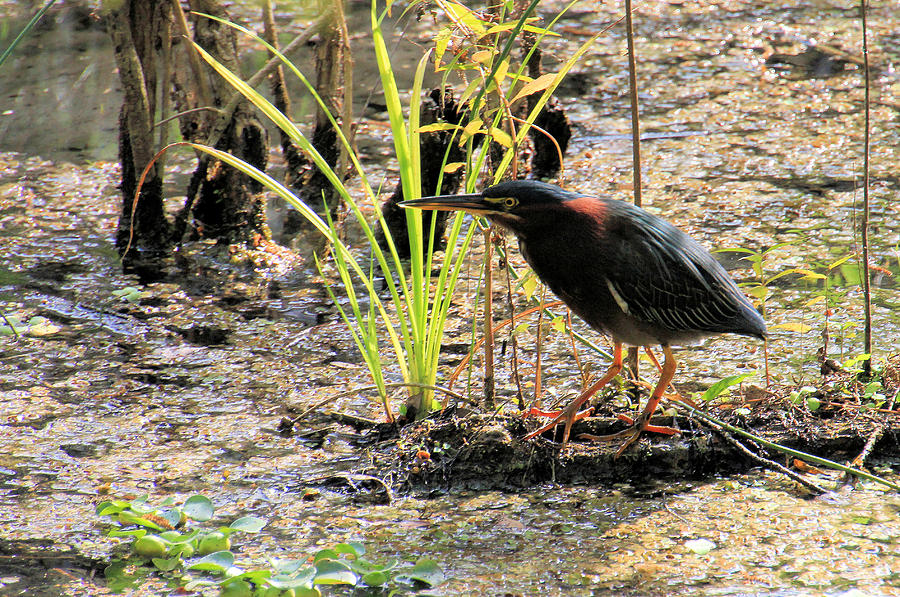 Green Heron in Nature Photograph by Rosalie Scanlon