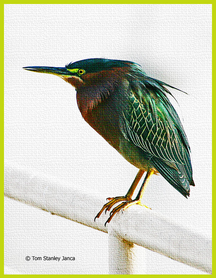 Green Heron In Scottsdale Photograph by Tom Janca