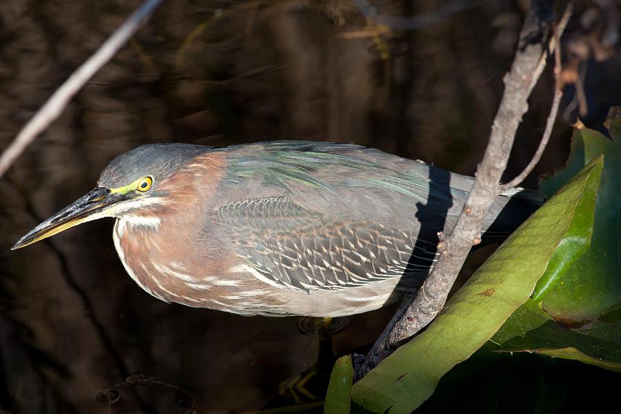 Green Heron in the Everglades Photograph by Natural Focal Point Photography
