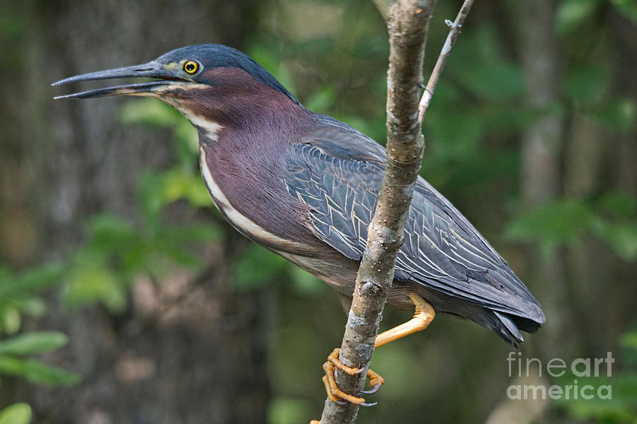 Green Heron Photograph by Jemmy Archer