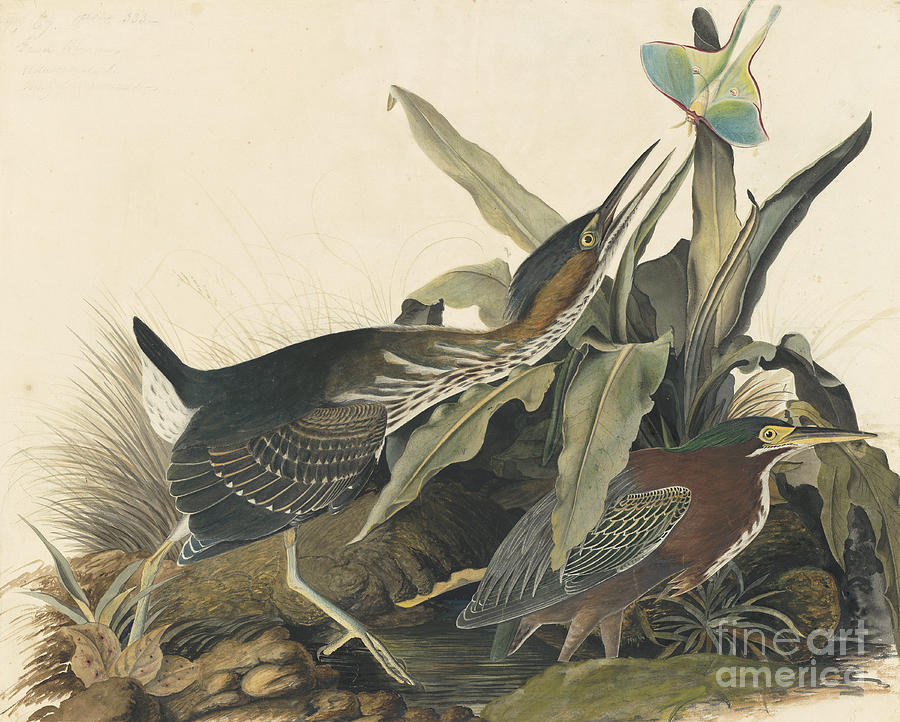 Green Heron Drawing by Celestial Images