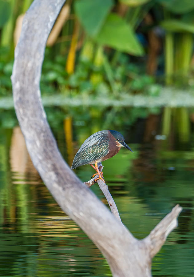 Heron Photograph - Green Heron on a Crystal Clear Lake by Andres Leon